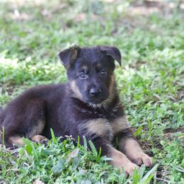 Bivoj - Black and tan male German Shepherd puppy in Leesburg, Florida from RoyalWork K9