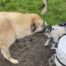 Anatolian Shepherd Dogs and Australian Shepherds from Echolight Australian Shepherds