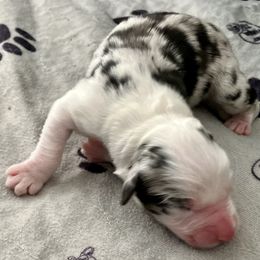 Blue merle - Blue merle male Australian Shepherd puppy in Cotati, California from Tried and True Aussies