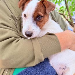 Blossom - White and tan female Russell Terrier puppy in Portland, Oregon from Mountain Ash Farms