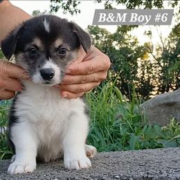 Boy 6 - Black and tan male Pembroke Welsh Corgi puppy in Redfield, Kansas from Owenby's Corgi's