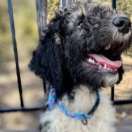 Boy 5 - Black and white Aussiedoodle puppy in Dripping Springs, Texas from Doodle Ranch
