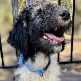Boy 5 - Black and white Aussiedoodle puppy in Dripping Springs, Texas from Doodle Ranch