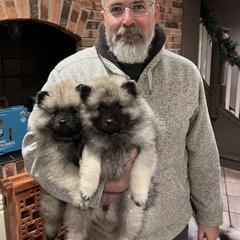 Keeshond Puppies from Peregrine Keeshond