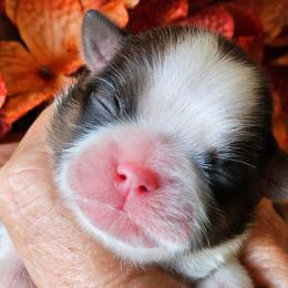 Latti - Gold and white female Shih Tzu puppy in Sanger, California from Hillsides Shih-Tzu