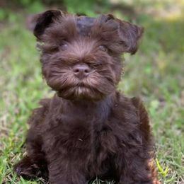 Miniature Schnauzers from Shannon's Miniature Schnauzers