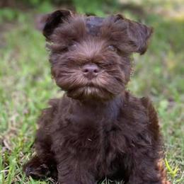 Miniature Schnauzers from Shannon's Miniature Schnauzers