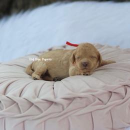 Regina (Red Collar Female) - Apricot female Cavapoo puppy in Republic, Missouri from Red Skye Puppies