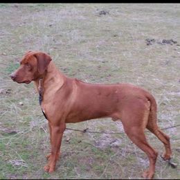 Coben - Rhodesian Ridgeback