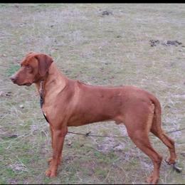 Coben - Rhodesian Ridgeback
