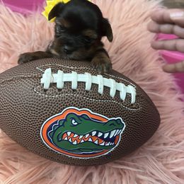 Yorkshire Terrier Puppies from Joy Riley's Yorkies