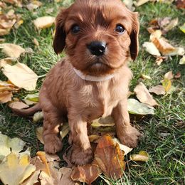 Cavalier King Charles Spaniel Puppies from Parker Puppies