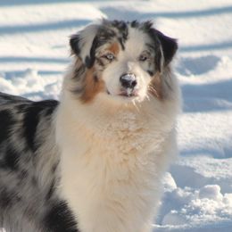 Peekaboo - Australian Shepherd