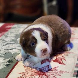 Loki - Red Border Collie puppy in Morgan, Texas from Shooting Star Ranch
