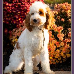 Jasmine - Red and white female Cockapoo puppy in Connersville, Indiana from Deaz Doodle Ranch