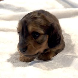 Juwels - Cream female Dachshund puppy in Kempner, Texas from House of Dachshunds Texas