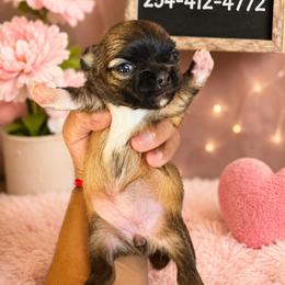 Dazzles - Chocolate sabled fawn female Chihuahua puppy in Parkland, Washington from Chihuahuas