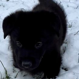 German Shepherd Puppies from Shadow Wraith German Shepherds