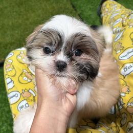 VB - Black gold and white female Shih Tzu puppy in Bourne, Massachusetts from Shih Tzu Pups