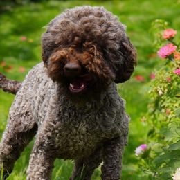 Gracie - Lagotto Romagnolo
