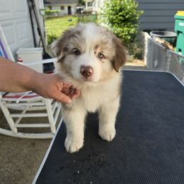 Australian Shepherd Puppies from Starlit Grove Australian Shepherds