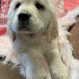 Golden Retriever Puppies from R Ranch Goldens