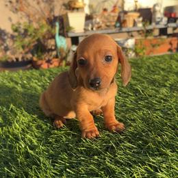 Ember - Sable female Dachshund puppy in Barstow, California from Kindle & Burrow Dachshunds