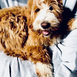 Pete - Goldendoodle
