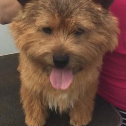 Norwich Terriers from Glengariff Norwich