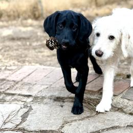 Double Doodle Puppies from Móraí’s Doodles