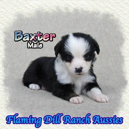 Baxter - Black tri male Toy Australian Shepherd puppy in Forestburg, Texas from Flaming Dill Ranch Aussies