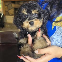 Hank - Tri-color male Bernedoodle puppy in Cleveland, Georgia from Jam's Doodles And Poodles