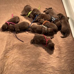 1st pick male - Chocolate male Labrador Retriever puppy in Winchester, Kentucky from Bourbon Country Retrievers