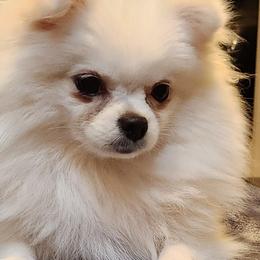 Dixit - Pomeranian