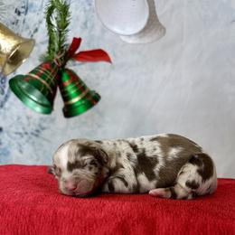 Haven - Red merle female Australian Shepherd puppy in West Union, Iowa from Boundless Hearts Australian Shepherds LLC