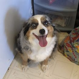 Moon - Miniature Australian Shepherd