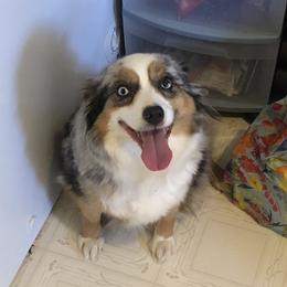 Moon - Miniature Australian Shepherd