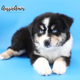 Black Tri 2 blue eyes - Black tri male Miniature Australian Shepherd puppy in Pinehurst, Texas from Aussie Amor