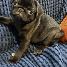 Teddy Bear - Black male Pug puppy in Liberty, South Carolina from Garrick’s Precious Pugs