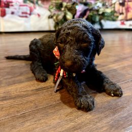 Mocha - Black female Goldendoodle puppy in Arlington, Texas from Chambers Doodle Patch