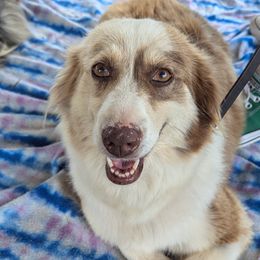 Vidalia - Miniature Australian Shepherd