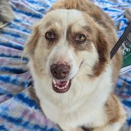 Vidalia - Miniature Australian Shepherd