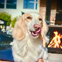 Channing - Dachshund