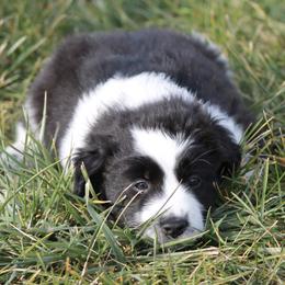 Australian Shepherd Puppies from Frantzick Farm Aussies