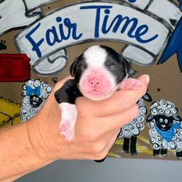 Ewe Betcha - Black and white female Sheepadoodle puppy in Adams, Nebraska from Boxcar Doodles and Poodles