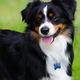 TUCKER - Miniature Australian Shepherd