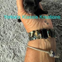 River - Parti male Yorkshire Terrier puppy in Dierks, Arkansas from Yorkie’s Klassie Kreations
