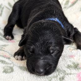 Boy 5 - Black and tan male German Shepherd puppy in Allentown, Pennsylvania from VMH Shepherds