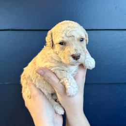 Bernedoodle, Cavalier King Charles Spaniel, and Poodle Puppies from Ellas.Pups (Bernedoodles & Cavapoos)