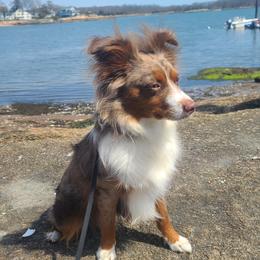 Australian Shepherd, Miniature American Shepherd, and Miniature Australian Shepherd All Grown Up from Spirited Aussies
